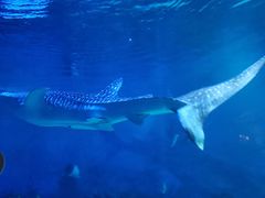 -烟台海昌鲸鲨海洋公园