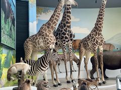 -陕西自然博物馆