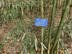 -中山市树木园