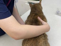 -拜鲁耶动物诊疗中心·宠家动物医院