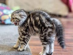 -肯德基(豫园店)