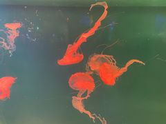 -华夏文旅西安度假区