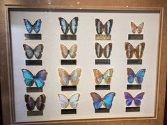 -上海昆虫博物馆