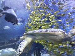 -太平洋海底世界