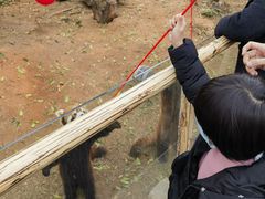 -灵玲国际马戏城