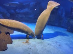 -烟台海昌鲸鲨海洋公园