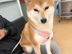 -瑞派·关忠动物医院·猫专科·犬专科(三环新城店)