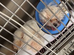 -瑞派康怡24h宠物医院·犬猫医疗中心·微创绝育(瑞景分院)