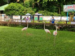 -广州长隆飞鸟乐园