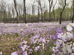 -大兴滨河森林公园