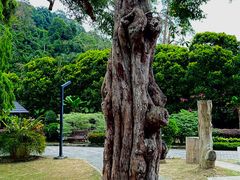 -槟城植物园