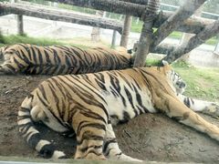-西霞口神雕山野生动物世界