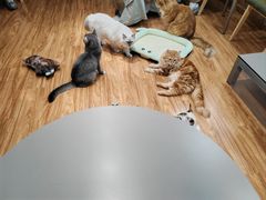 -MOCHA明星猫咖(田子坊店)