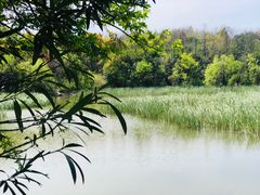 -吴淞炮台湾湿地森林公园烧烤区