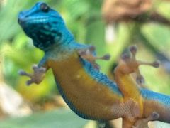 -阿提斯皇家动物园