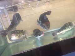 -天正河鲀·河豚亭(大连店)