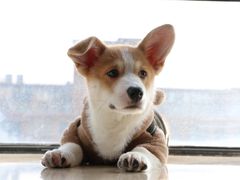 -翊宠yipet猫狗购宠庄园犬舍•猫舍