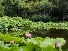 -陈家山荷花公园