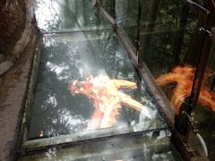 -九龙江国家森林公园