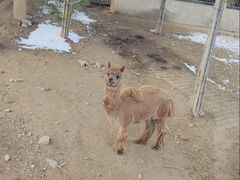 -石家庄市动物园