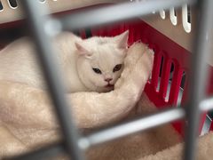 -伟伟宠物医院·CT影像中心·瑞派犬猫综合性门诊(汉口总院)