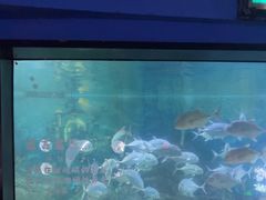 -烟台海昌鲸鲨海洋公园