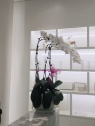 点击看大图 -YESIDO椰岛美容