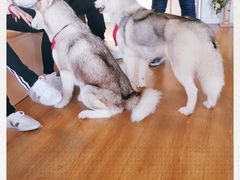 -Husky Go! 哈士奇体验馆·宠物咖啡厅狗咖