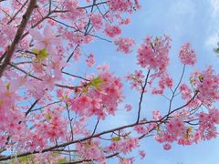 -顾村公园