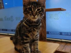 -猫的茶·猫咖
