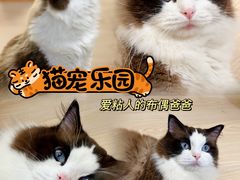 -猫宠乐园·专业洗护