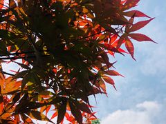 -三圣花乡旅游区