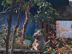-红山森林动物园