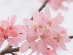 -天适樱花悠乐园