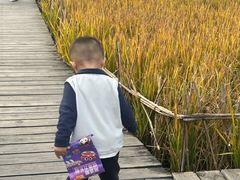 -溱湖国家湿地公园