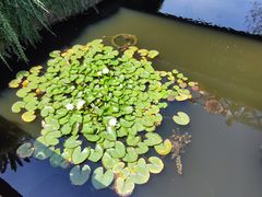 -荷塘月色湿地公园·向阳花洲