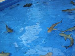 -海合安成都极地海洋公园