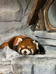 点击看大图 -Zoolung Zoolung动物主题公园(海信广场店)