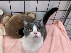 -1013 PET SHOP精品宠物商店(丁香店)