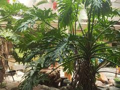 -顺峰·粤菜海鲜·早茶自助(阜成店)