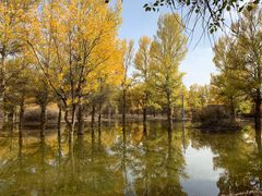-金塔沙漠胡杨林景区