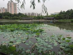 -映月湖公园