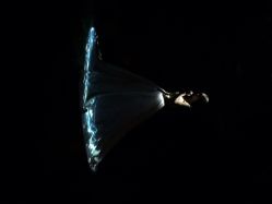 Chinchin&nbsp;Lady美丽制造礼服馆-CHINCHIN LADY