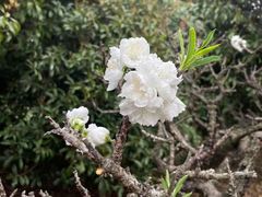 -南汇桃花村