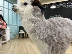 -安格丽娜·狗咖·猫咖羊驼咖(春熙路百盛商场店)