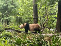-中国大熊猫保护研究中心雅安碧峰峡基地