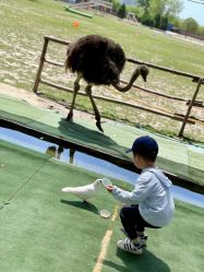 -上美四季动物农场