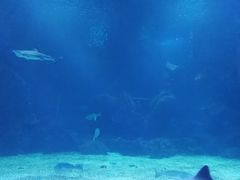 -石家庄海洋公园