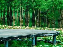 -白鹭湾湿地公园