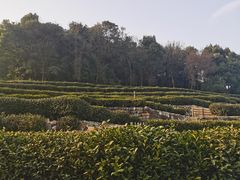 -中国茶叶博物馆(双峰馆区)